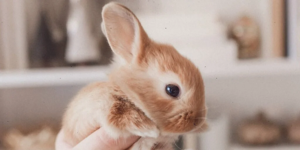 What Is It Like To Have The Year Of The Rabbit Baby